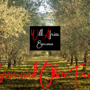 Cheese and Olive Trail
