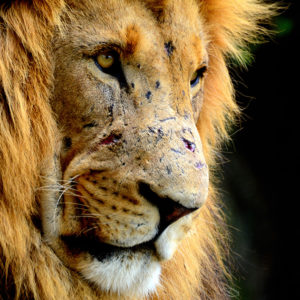 Running with Kings - Saturday 28 Aug 2021